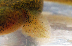 Luciogobius ryukyuensis