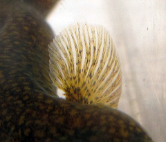 Luciogobius ryukyuensis