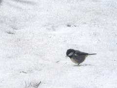 Periparus ater cypriotes
