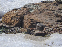 Periparus ater cypriotes