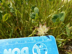 Trifolium fucatum