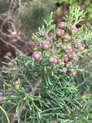 Juniperus phoenicea
