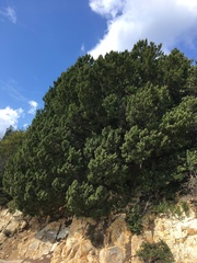 Juniperus phoenicea