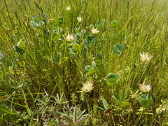 Trifolium fucatum