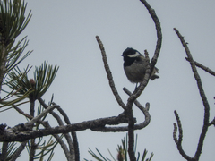 Periparus ater cypriotes