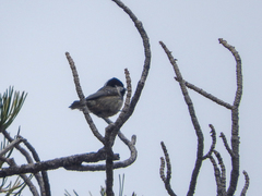 Periparus ater cypriotes