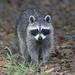 Common Raccoon - Photo (c) Dennis Church, some rights reserved (CC BY-NC-ND)