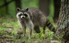 Common Raccoon - Photo (c) Wade Tregaskis, some rights reserved (CC BY-NC)