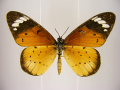 Acraea encedana