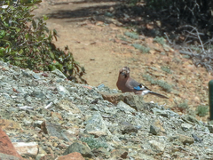 Garrulus glandarius glaszneri