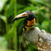 Collared Aracari - Photo (c) Hans Hillewaert, some rights reserved (CC BY-NC-ND)