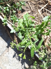 Capsella bursa-pastoris