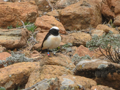 Oenanthe cypriaca