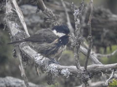 Periparus ater cypriotes