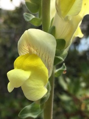 Antirrhinum majus