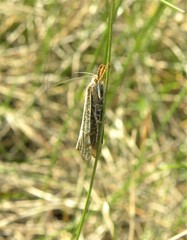 Thisanotia chrysonuchella