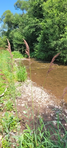 Calamagrostis pseudophragmites iNat (3)