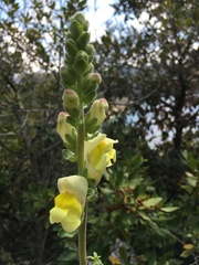 Antirrhinum majus