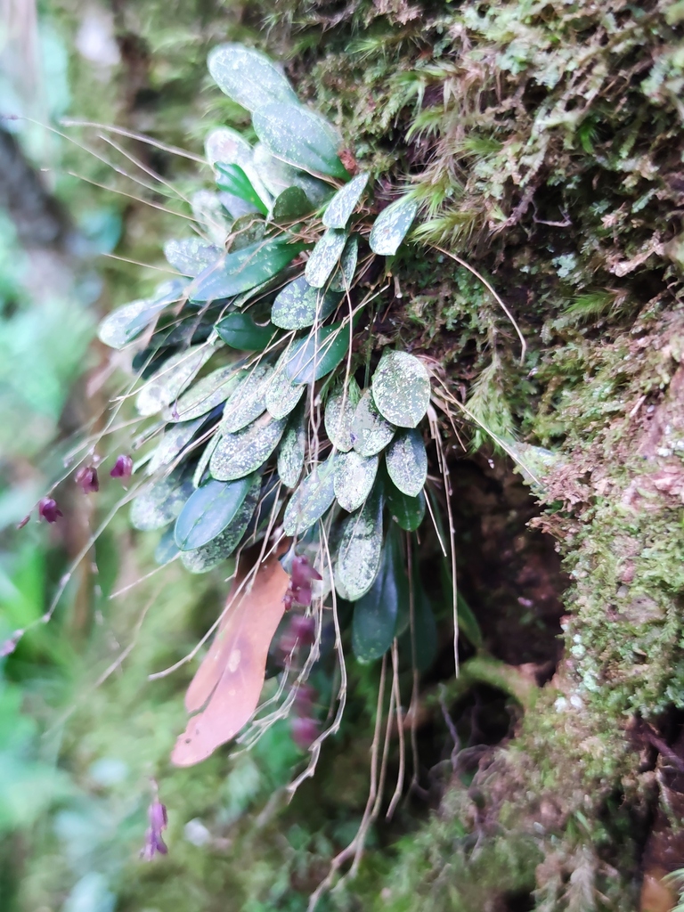 Andreettaea segregatifolia