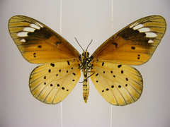Acraea encedana