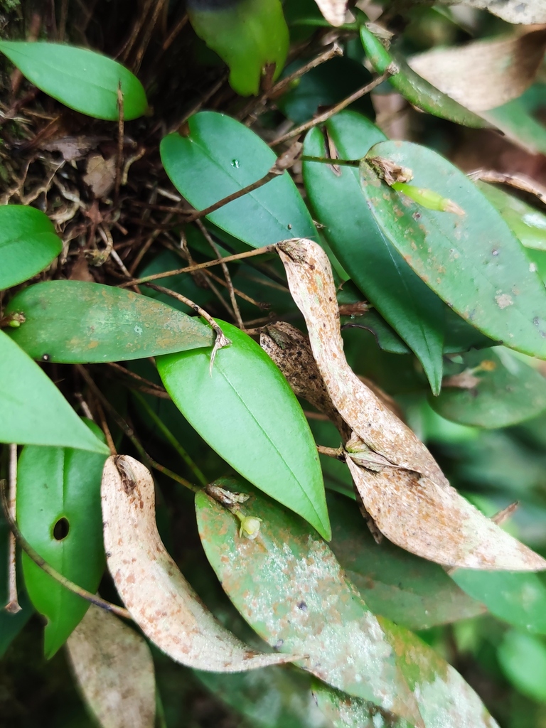 Pleurothallis correllii