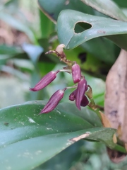 Stelis megachlamys, photograph (c) Liliana Ramírez-Freire, some rights reserved (CC BY)