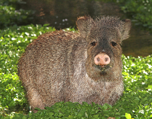 Collared Peccary