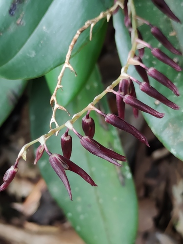 Stelis megachlamys, photograph 4