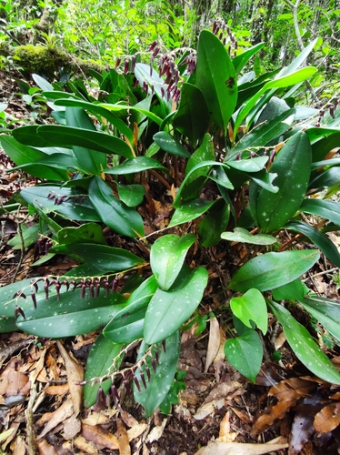 Stelis megachlamys, photograph 5