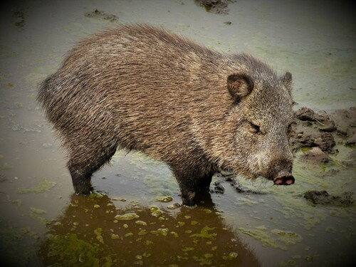 Collared Peccary