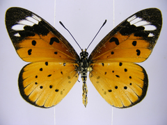 Acraea encedana