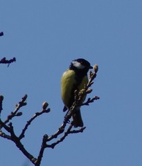 Parus major newtoni
