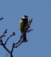 Parus major newtoni