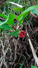 Schisandra arisanensis