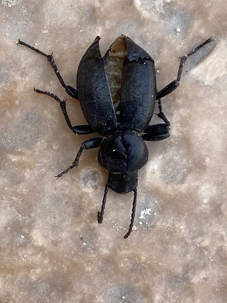 Tentyria laevigata