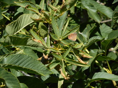 Callophrys augustinus iroides