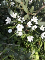 Allium neapolitanum