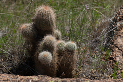 Echinocereus reichenbachii baileyi
