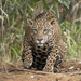 Jaguar - Photo (c) Charles J. Sharp
, algunos derechos reservados (CC BY-SA)