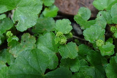 Hydrocotyle setulosa