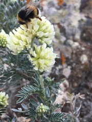 Anthyllis barba-jovis