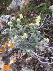 Anthyllis barba-jovis