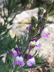 Linaria capraria
