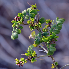 Hippocrepis emerus emeroides