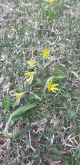 Gagea lutea