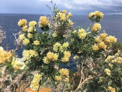 Anthyllis barba-jovis