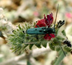 Phytoecia coerulescens cretensis