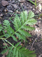 Tanacetum vulgare