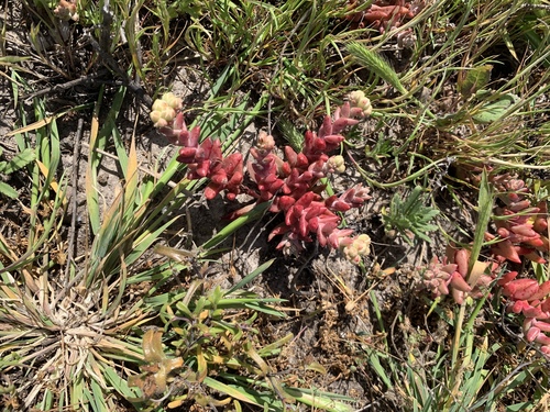 Dudleya nesiotica
