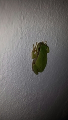 Hyla walkeri